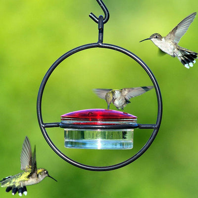 Comedero Colgante para Colibríes de Metal Redondo - Image 4
