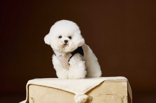 Chaleco de Terciopelo Acolchado Schnauzer Bichon sin Mangas - Image 29