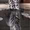 Cuadro de Gato con Diamantes - Kit de Pintura de Diamantes DIY