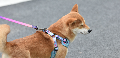 Arnés Pectoral Degradado para Perros Pequeños y Medianos - Image 3