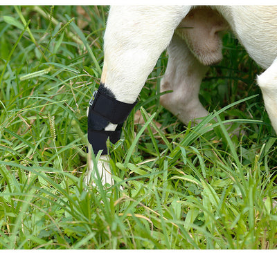 Correa de Fijación Articular para Perros Lesionados - Recuperación y Protección - Image 2