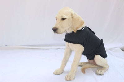 Chaleco Calmante para Perros - Prenda de Compresión contra la Ansiedad - Image 13