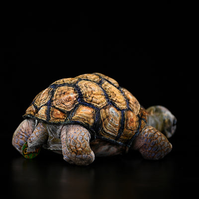 Peluche Realista de Tortuga Galápagos - Juguete Educativo y Adorable - Image 2