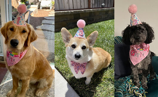 Sombrero de Cumpleaños para Perros con Números y Bandana - Image 13