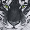 Tigre