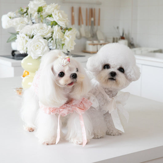 Vestido para Gato con Collar de Moño Elegante - Image 7