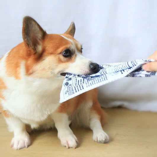 Juguete Interactivo para Perros Resistente a Mordidas con Sonido de Periódico - Image 7