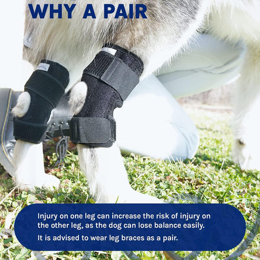 Arnés de Soporte para Patas Traseras en Perros - Image 10