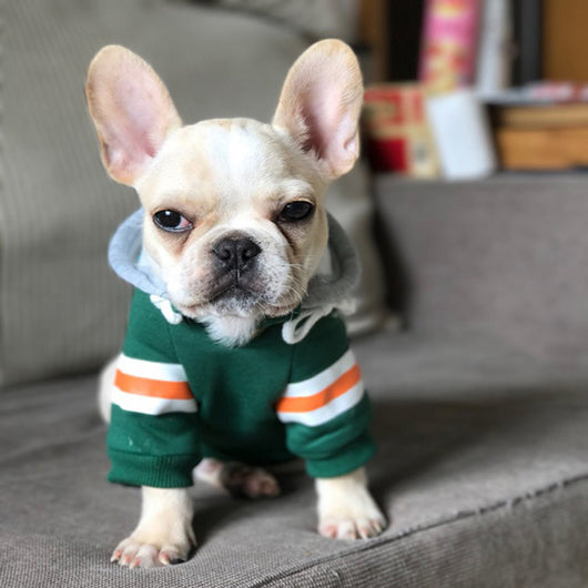 Suéter de Algodón para Perros Corgi Pequeños y Medianos - Image 11