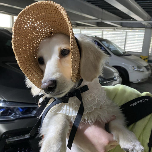 Sombrero Elegante con Encaje para Gatos - Protección Solar - Image 6