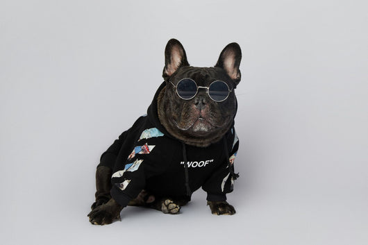 Ropa de Moda para Schnauzers - Colecciones Exclusivas - Image 16
