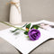 Morado