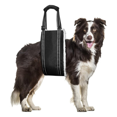 Black adjustable dog rehabilitation training belt with white plush lining on a brown and white Border Collie. - Image 8