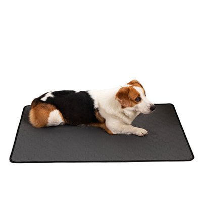 Pañales Absorbentes Reutilizables para Mascotas con Entrenamiento - Image 13