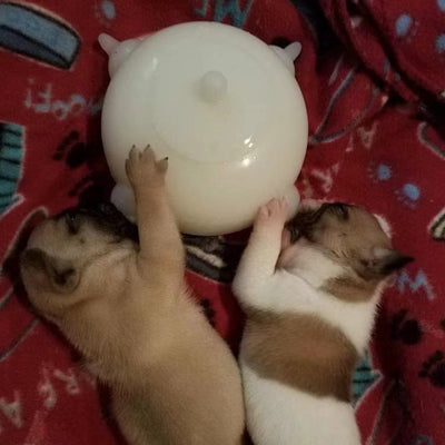 Comedero Automático con Botella Burbujeante para Perros - Image 9