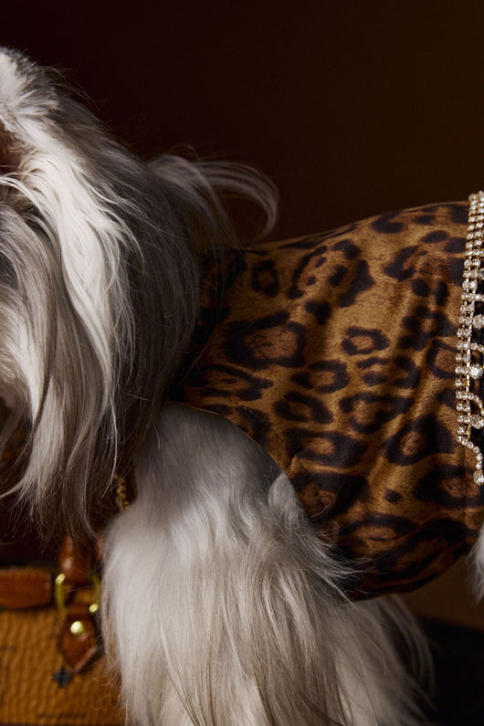 Vestido Otoñal Estampado Leopardo para Perros - Image 25