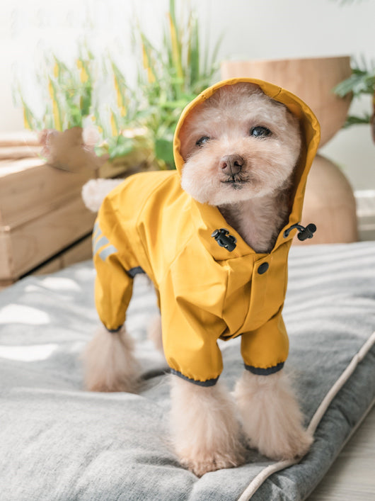 Poncho para Perro Teddy Schnauzer Bichon - Image 10