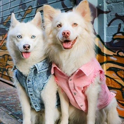 Chaqueta de Mezclilla Lavada para Perros - Ropa Cómoda y Elegante - Image 3