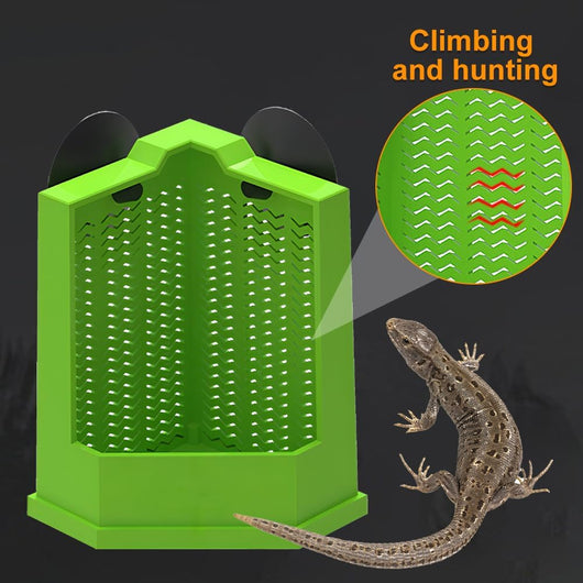 Comedero Esquinero para Dragón Barbudo con Ventosas - Alimentador de Pared para Terrario - Image 14