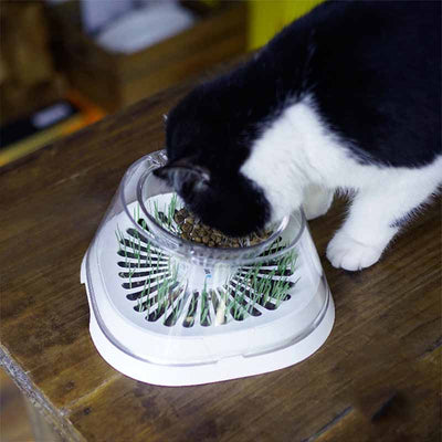 Comedero Inclinado para Gatos con Diseño Ergonómico - Image 11