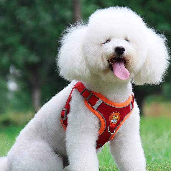 Arnés y Correa para Perro Pequeño - Set Ajustable con Reflectantes