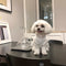 Falda Coreana Blanca para Perros