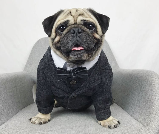 Traje de Boda para Mascotas - Image 2