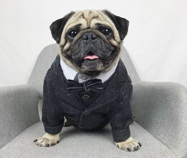 Traje de Boda para Mascotas