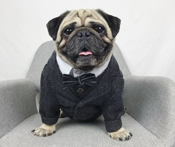 Traje de Boda para Mascotas