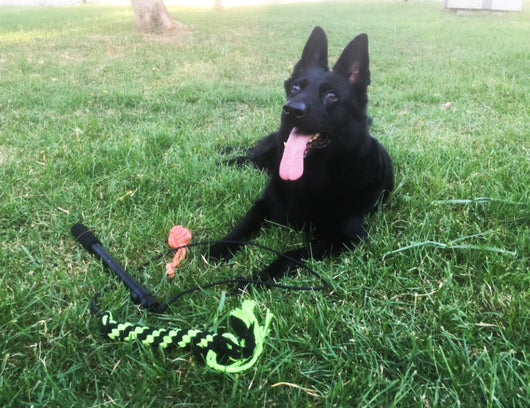 Vara Extensible de Adiestramiento para Perros con Diseño Divertido - Image 11
