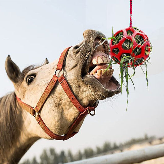 Comedero Colgante Estable con Pelota Juguete para Caballos - Image 12
