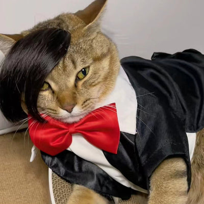 Peluca Zorro para Gatos - Disfraz Divertido para Mascotas - Image 3
