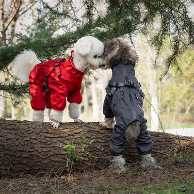 Impermeable para Perros con Estilo Personalizado - Image 3