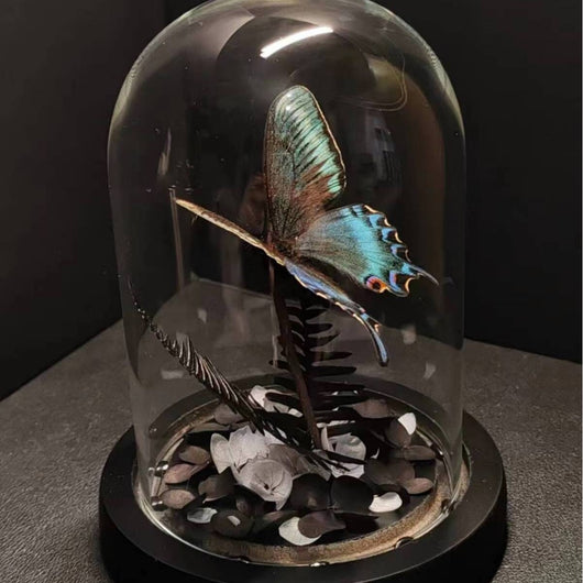 Cinturón Verde con Especímenes de Mariposas Reales en Vitrina de Cristal - Image 3