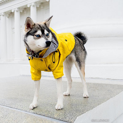 Impermeable para Perros - Abrigo Protector Contra Lluvia - Image 3