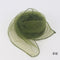 Verde Militar 70X70 CM