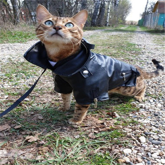 Chaqueta de Cuero con Bordado de Águila para Perros Pequeños - Image 3