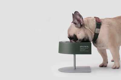 Comedero Portátil para Mascotas - Viajes y Camping - Image 4