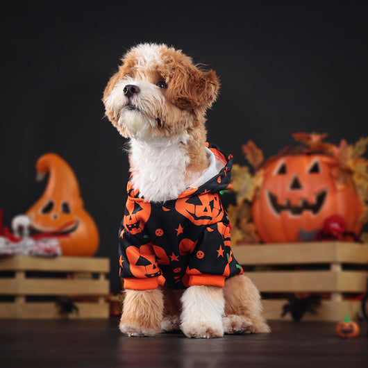 Suéter Calabaza para Perros y Gatos - Abrigo Cálido y Adorable - Image 12