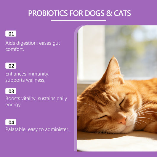 Polvo Probiótico para la Salud Digestiva de Mascotas - Image 14