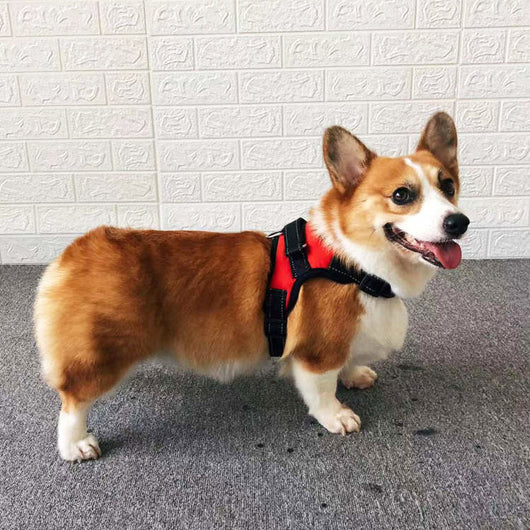 Arnés Chaleco para Perros Pequeños con Cuerda de Seguridad - Image 3