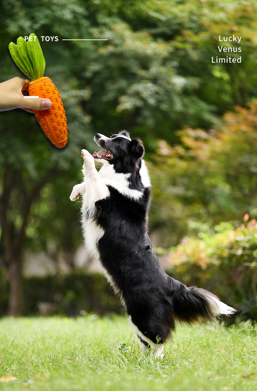 Juguete Masticable para Perros en Forma de Zanahoria - Goma Resistente con Sonido Chirriante - Image 13