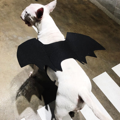 Alas de Murciélago para Perros - Accesorio Disfraz Transformable - Image 7