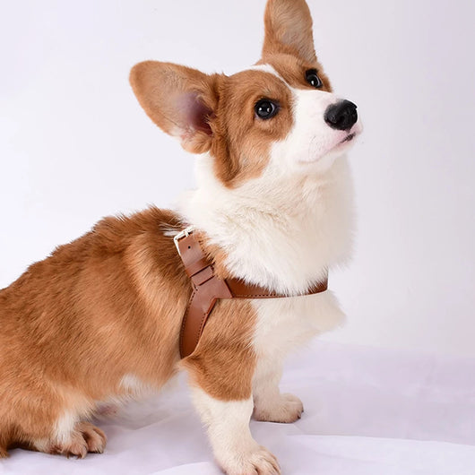 Arnés Chaleco para Perros y Gatos - Correa de Pecho Ajustable para Verano - Image 19