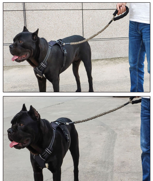 Cuerda Elástica de Tracción para Perros - Image 13