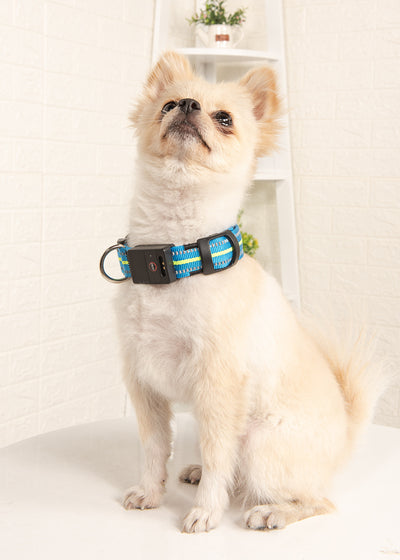 Collar Luminoso para Perro - Image 5