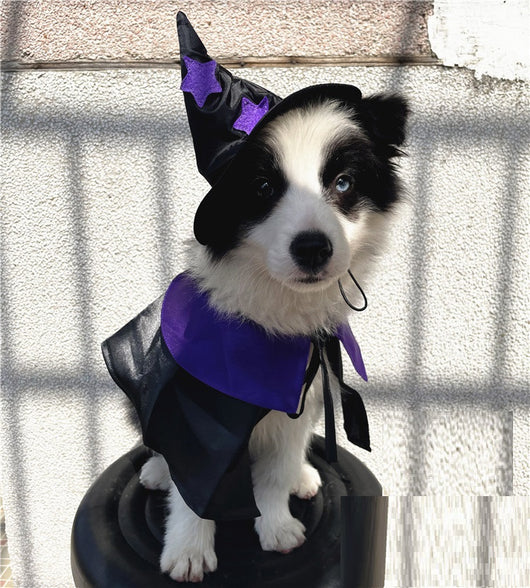 Disfraz de Mago para Mascotas - Set Completo de Decoración Halloween - Image 9