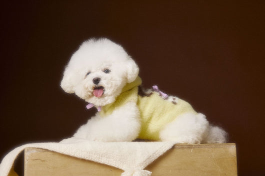 Chaleco Sudadera con Capucha y Estampado de Perrito - Image 11