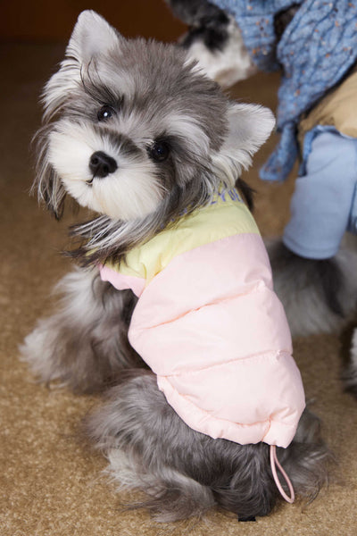Chaleco Acolchado de Invierno para Perros Pequeños - Teddy, Schnauzer, Bichón - Image 8