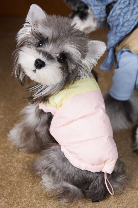 Chaleco Acolchado de Invierno para Perros Pequeños - Teddy, Schnauzer, Bichón - Image 8